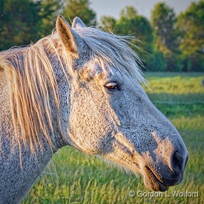 Horse Head At Sunset_10362.jpg - Photographed near Kilmarnock, Ontario, Canada.